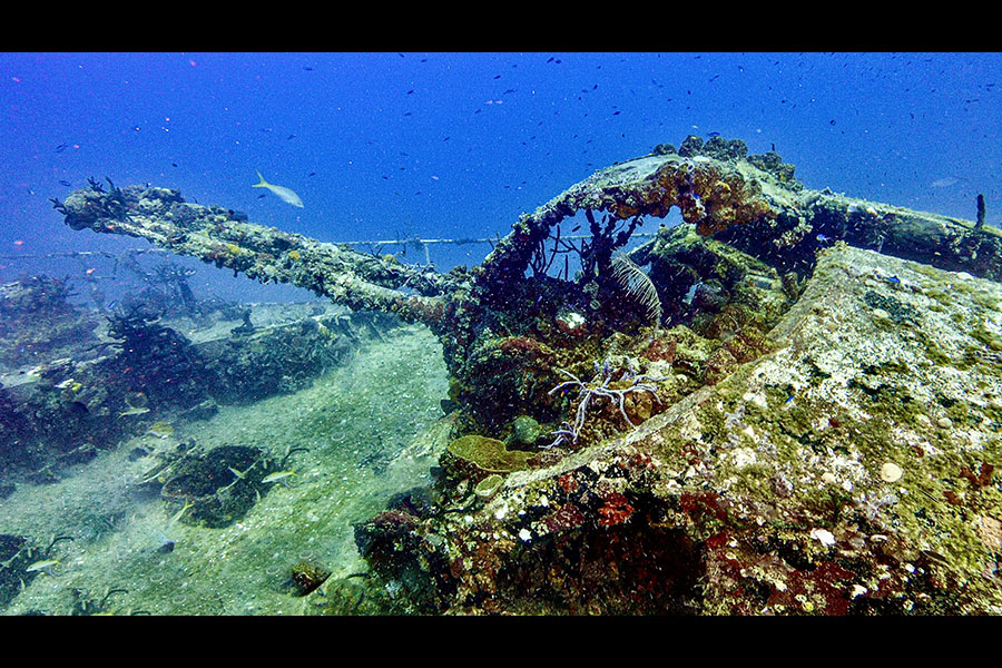 . . . des curiosités des mers. 