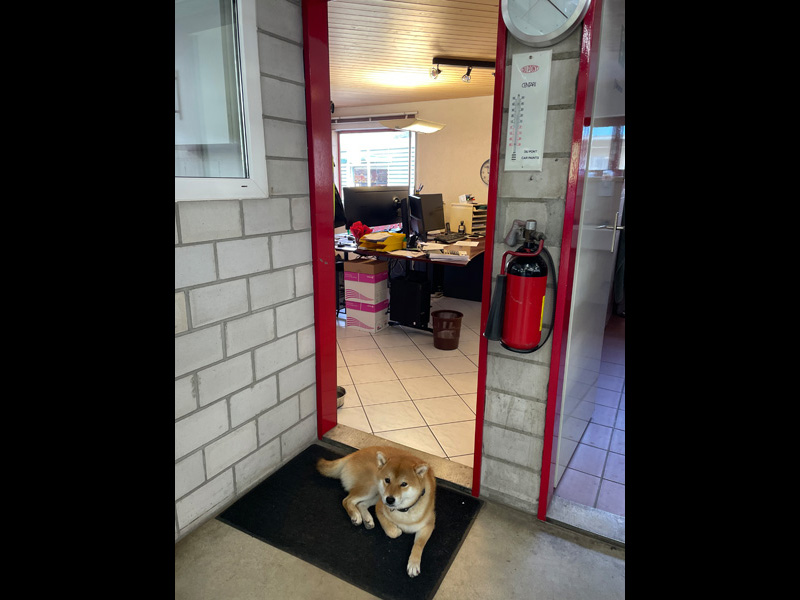 «Halt, kein Schritt weiter!» Wer ohne Lizenz passieren will, für den ist hier Endstation: Da macht Jango, der zweijährige Japan Spitz, keine . . . 