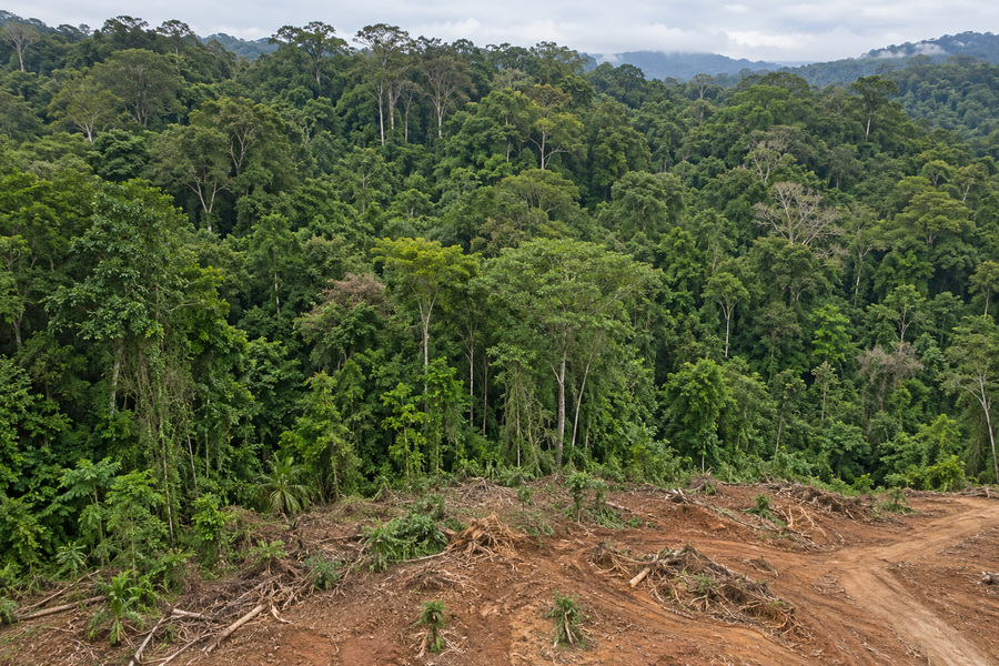 Voitures électriques: le label vert à l’épreuve de la déforestation
