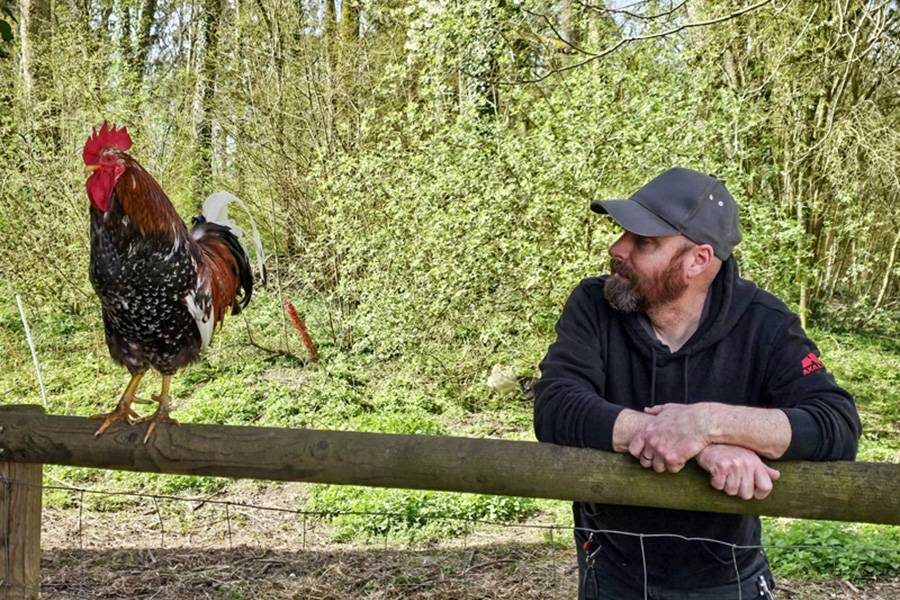 Ferdinand, le coq. Grand comme un petit dindon, doux comme une peluche – et si familier qu’on aurait pu le prendre dans les bras sans la moindre protestation. Un coq de grand format et au grand cœur – qui s’est malheureusement arrêté de battre trop tôt. 