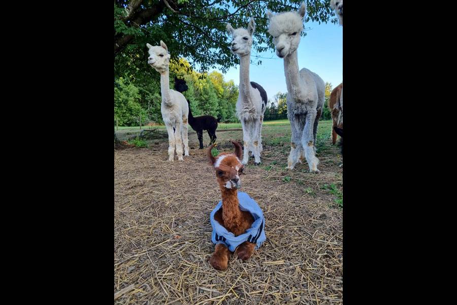A l’avant, le petit Nesquick, âgé de quelques mois, né prématurément et bien protégé dans son manteau bien chaud. Tout au fond, cachée, la timide petite Negrita – et au milieu, la laineuse société de cour, qui semble veilleur sur le benjamin. 