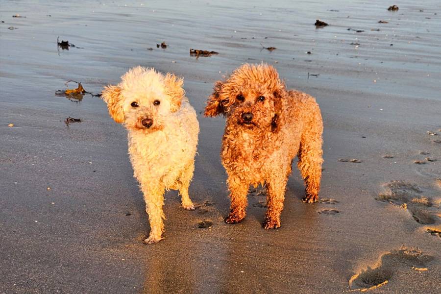 Le blanc rencontre le brun, Soleure rencontre la Normandie : madame caniche Sophie (blanche) et son copain Rufus ont pu partir en vacances à la mer. Venant d’Italie, ils sont aujourd’hui des globe-trotters en manteau bouclé. 