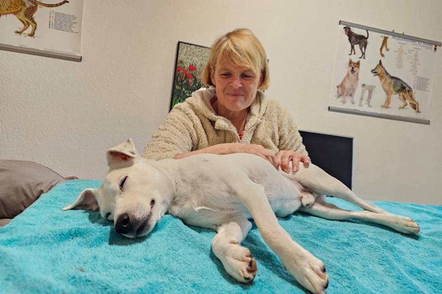 Entre table de soins et idylle rurale : Alexandra Roth au travail dans son cabinet de physiothérapie. Le patient à quatre pattes ne laisse aucun doute – seul quelqu’un de parfaitement détendu peut avoir un tel regard. Une thérapie avec vue sur poules, chiens et un soupçon de romantisme paysan. 