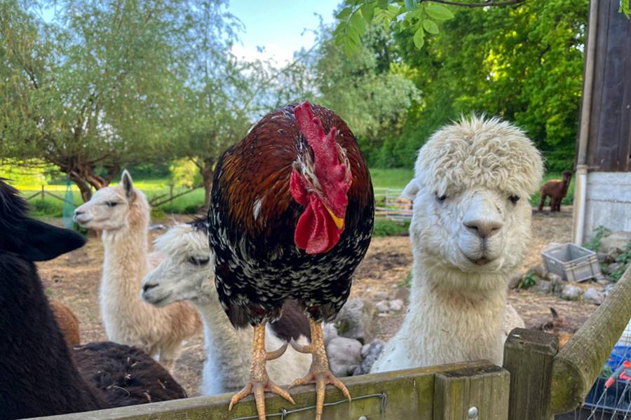 Le coq Churchill en tournée d’inspection. D’ordinaire, il veille d’un œil attentif sur ses dames dans le poulailler – ici, il semble être allé vérifier que toute allait bien du côté des alpagas. Sur l’arche de Hubersdorf, il faut toujours quelqu’un pour faire régner l’ordre.