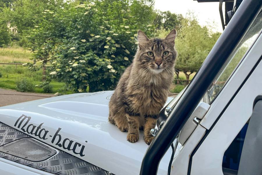 Jim Beam sur son poste favori : perché là-haut, sur le toit du Land-Rover, avec une vue imprenable sur la ferme, les humains et le monde. Il sait attendre comme nul autre – mais uniquement pour être sûr de ne rien manquer.