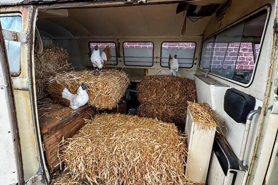 Vue intérieure d’une seconde vie peu commune: là où l’on transportait autrefois des patients, des poules ont ensuite trouvé refuge entre les bottes de paille.