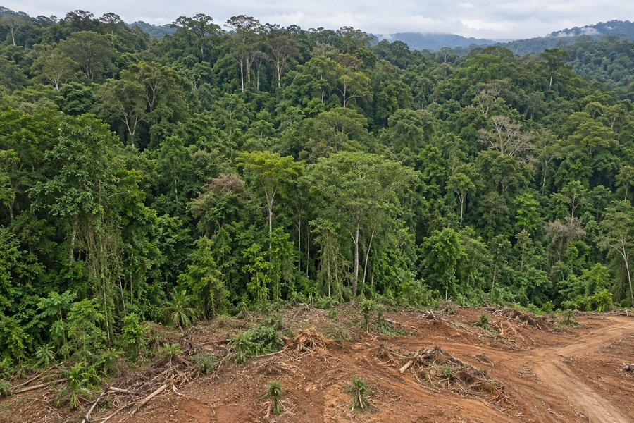 De la forêt tropicale à l’industrie des batteries: une enquête documente les liens entre des mines de nickel associées à la déforestation en Indonésie et les chaînes d’approvisionnement de grands constructeurs automobiles. (Image d’illustration)